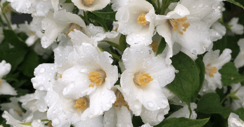 麝香薔薇の花言葉