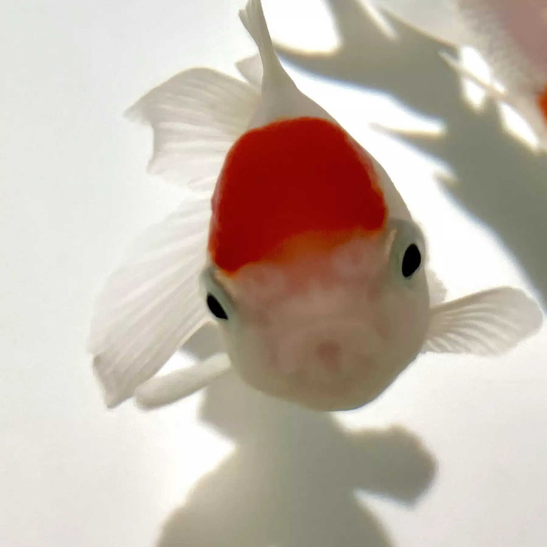 ちゃんごま