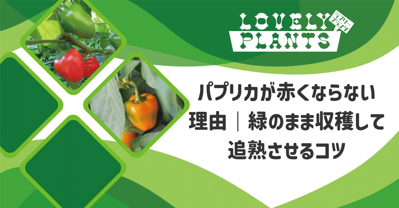 パプリカ 緑 の まま