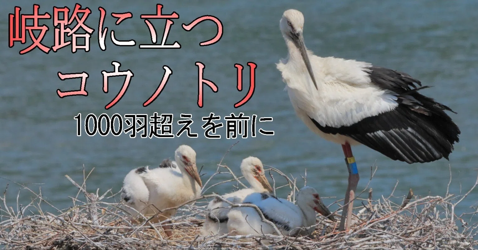 岐路に立つコウノトリ 1000羽超えを前に｜
