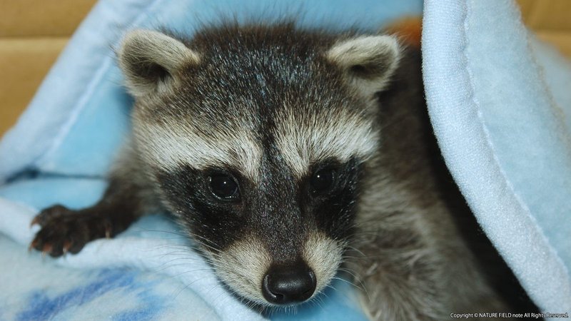 となりのアライグマ その１ 日本にアライグマがいるってホント 映像制作会社つばめプロ Note
