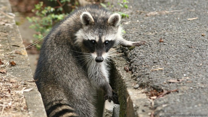 となりのアライグマ その1 日本にアライグマがいるってホント 映像制作会社つばめプロ Note となりのアライグマ その1 日本にアライグマがいるってホント 映像制作会社つばめプロ Note