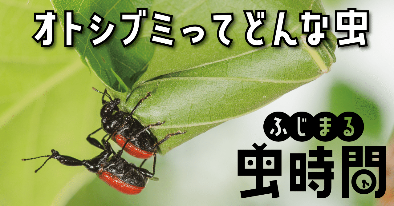 ふじまる虫時間 第1限 オトシブミってどんな虫 映像制作会社つばめプロ Note ふじまる虫時間 第1限 オトシブミってどんな虫 映像制作会社つばめプロ Note