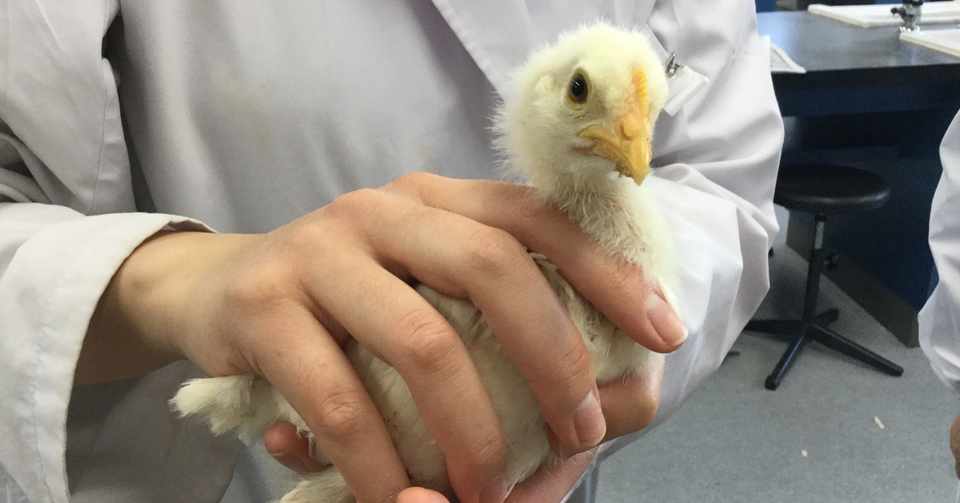 ヒヨコ通信vol 7 ヒヨコとニワトリの間 生物探究部 文大杉並 Note