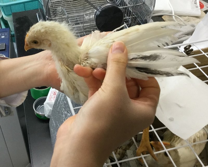 ヒヨコ通信vol 7 ヒヨコとニワトリの間 生物探究部 文大杉並 Note ヒヨコ通信vol 7 ヒヨコとニワトリの間 生物探究部 文大杉並 Note