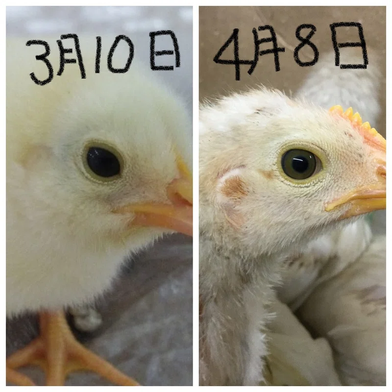 ヒヨコ通信vol.7~ヒヨコとニワトリの間~|生物探究部(文大杉並)