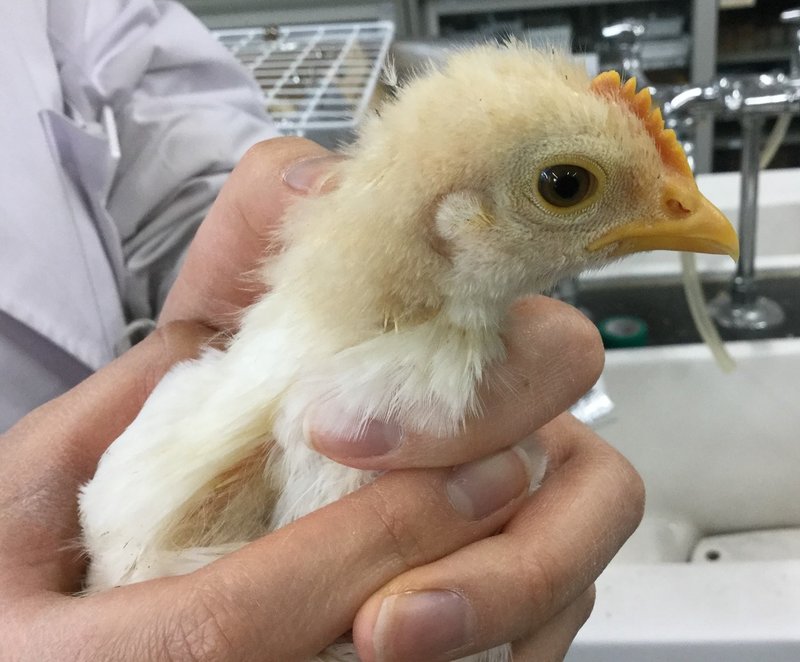 ヒヨコ通信vol 7 ヒヨコとニワトリの間 生物探究部 文大杉並 Note