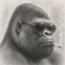 ともーん