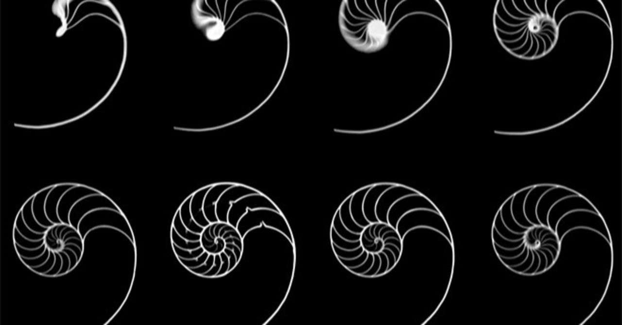 美の追求 黄金比 生物の細胞から宇宙まで適応されている宇宙の摂理 My Art Relay Note
