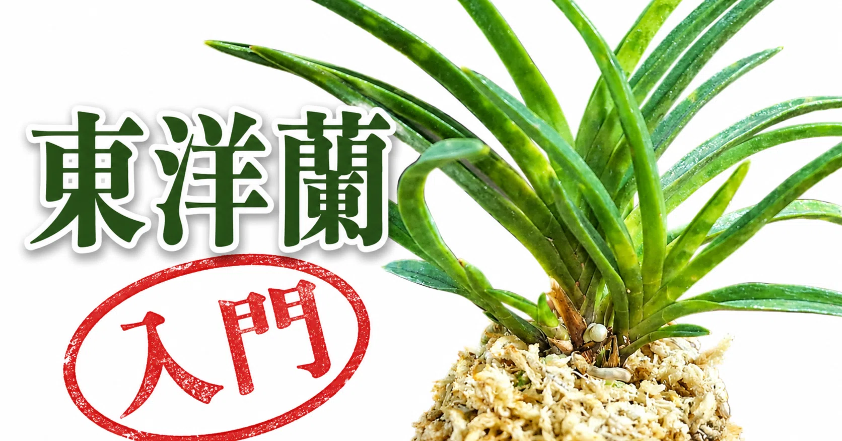 セッコク 富貴蘭 株分け前 ほかにもあります 東洋蘭入門：セッコクと富貴蘭、小さな体に詰まった日本の美｜ぽどる
