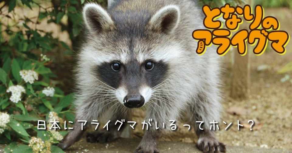 となりのアライグマ その１ 日本にアライグマがいるってホント 映像制作会社つばめプロ Note