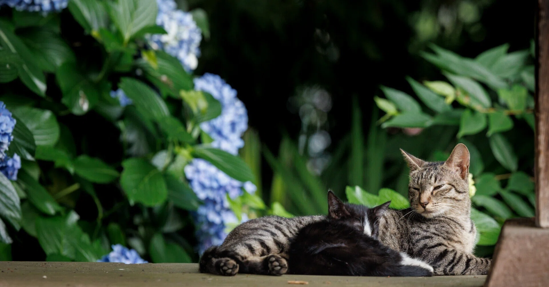 Seasonal Neighbors｜猫写真家 猫田晃広（Akihiro Nekota）