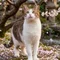 桜猫*　詩的エッセイ
