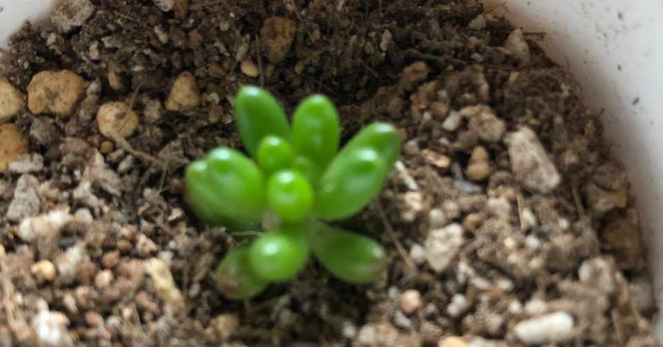 セダム 虹の玉 やすらぎさん Note