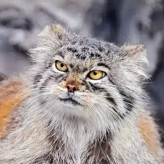 暇なオタク