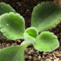 ドラゴンズブラッド やすらぎさん Note