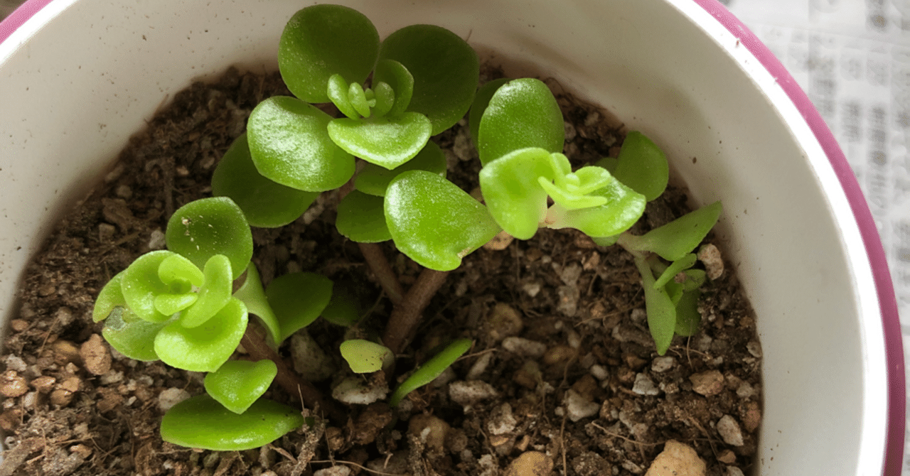 黄金丸葉万年草 やすらぎさん Note 黄金丸葉万年草 やすらぎさん Note