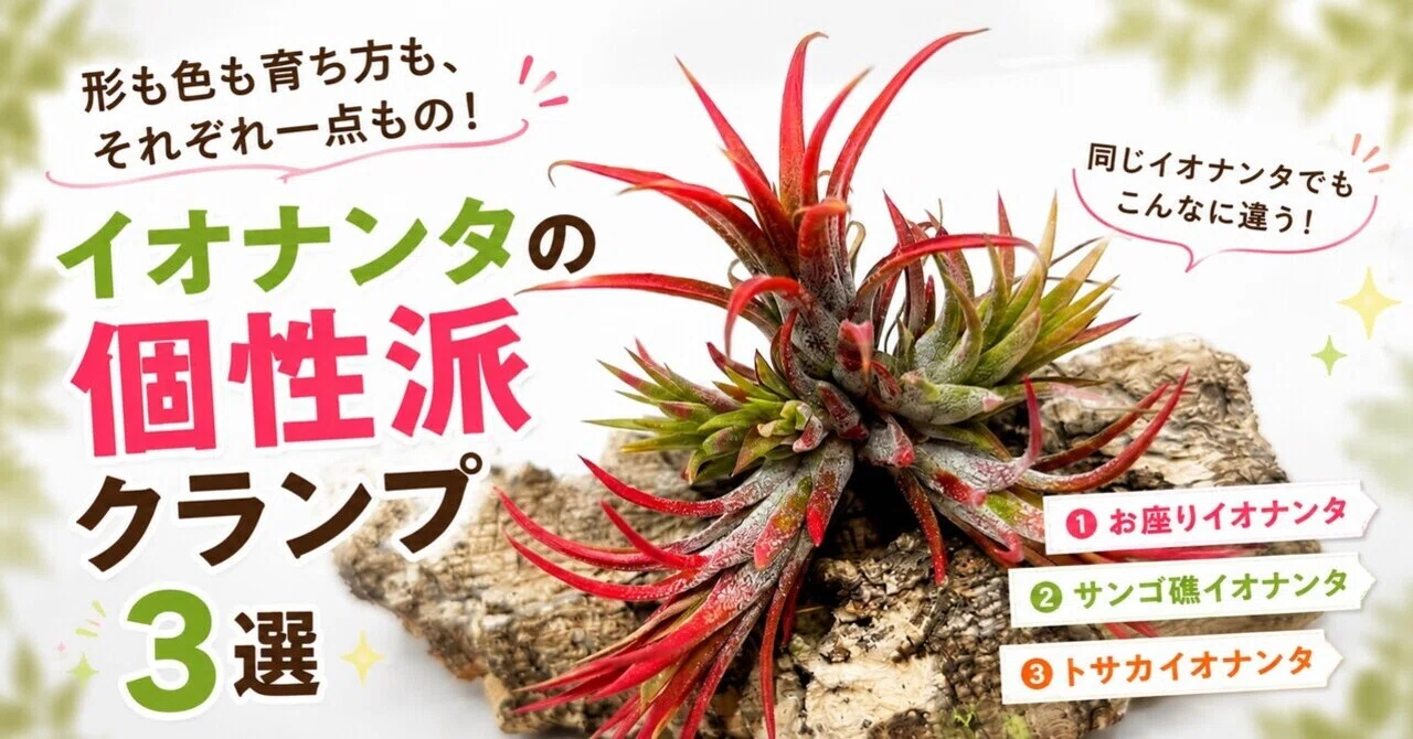 イオナンタ、個性強すぎ問題｜紹介｜Pupラボ