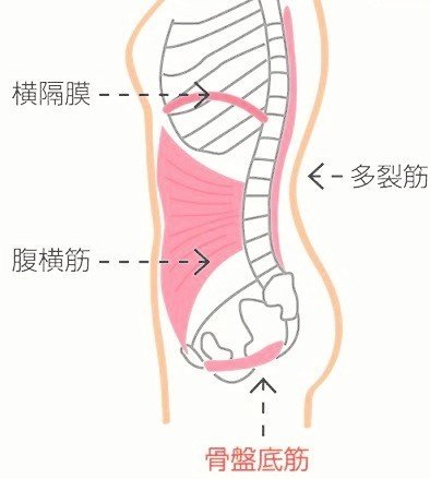 腹横筋