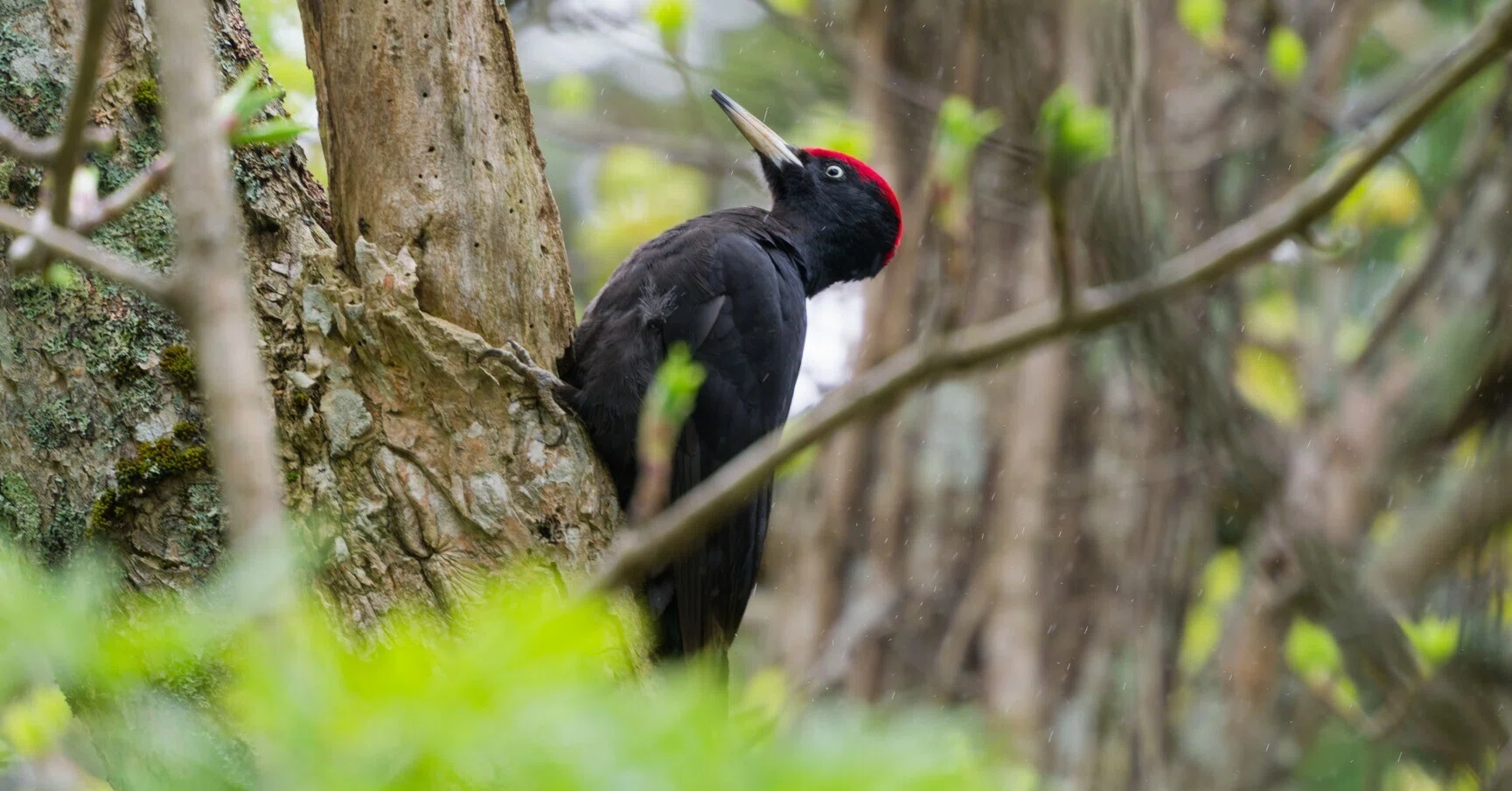 利尻島の鳥見その4｜akira@fuchu