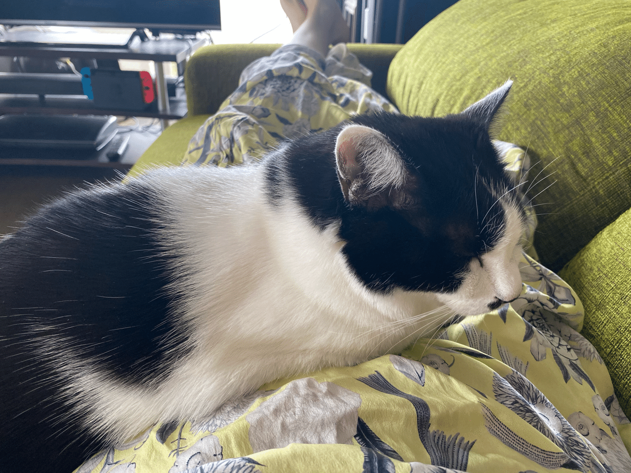 どうやら母になったらしい 妊娠2ヶ月目 ムロタマユ Note