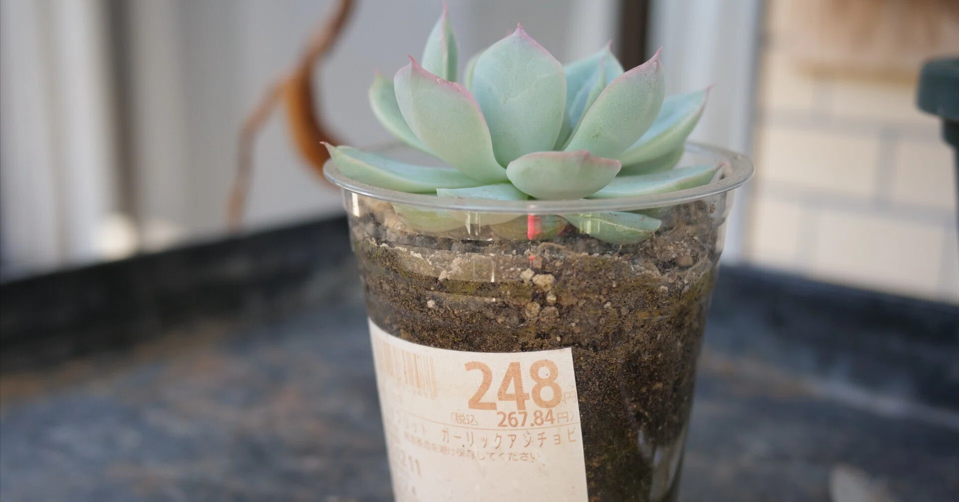 echeveria 0 Leather Switiching work JK T