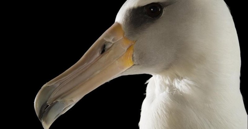 アホウドリ の新着タグ記事一覧 Note つくる つながる とどける