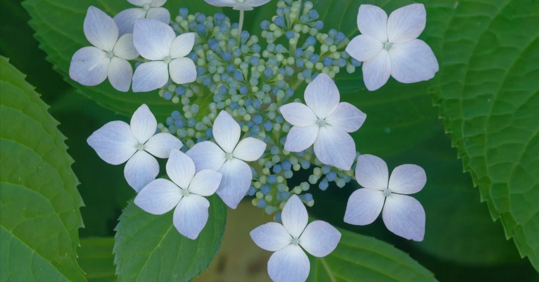 写真日記】 万博記念公園のアジサイの開花状況は中学生くらい｜2026/5
