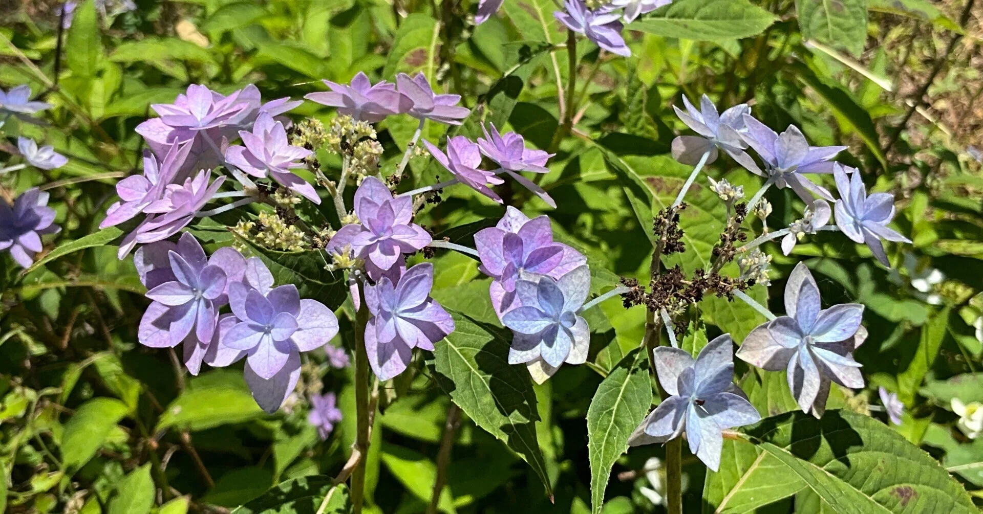 七段花（京都府立植物園）：2026年6月1日（月）｜藤井秀昭（『京都居候