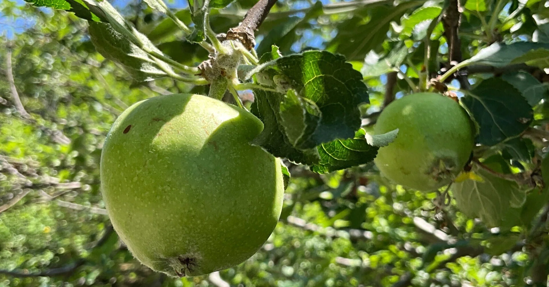 ニュートンのリンゴ（ケントの花）の実（京都府立植物園）：2026年5月