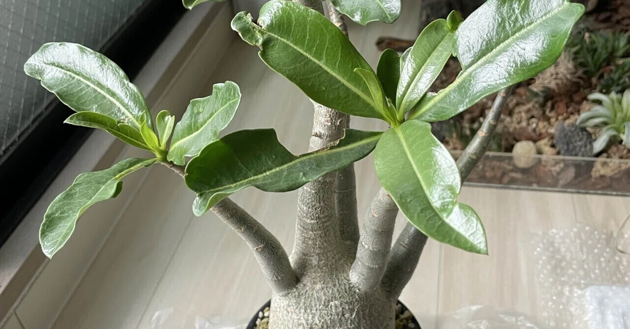 The Story of My Struggle Repotting an Adenium Thai Socotranum 