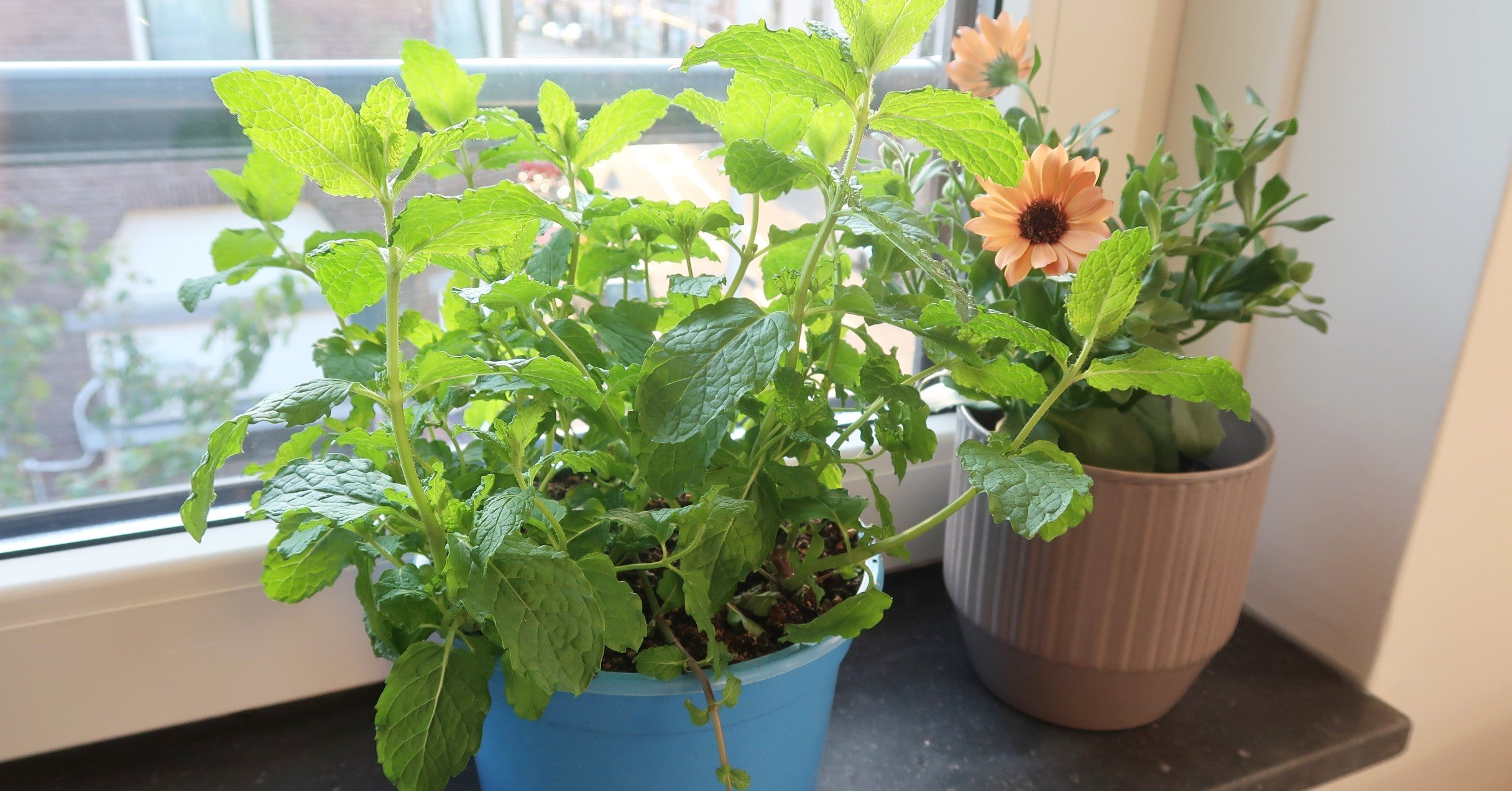 オランダ生活】ミント栽培日記＆オランダ流ミントティーの作り方｜AMI