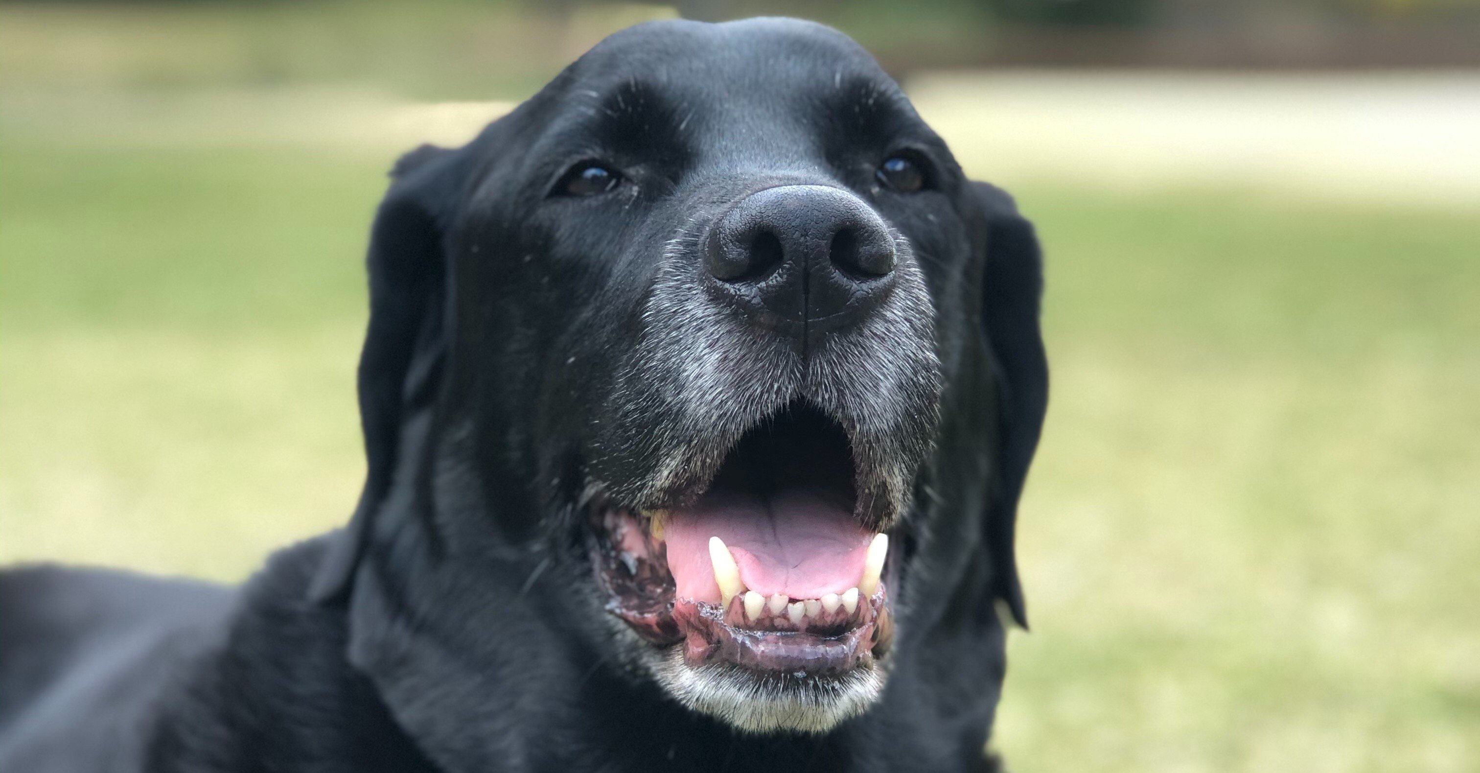 犬が亡くなりました 月光 Note 犬が亡くなりました 月光 Note