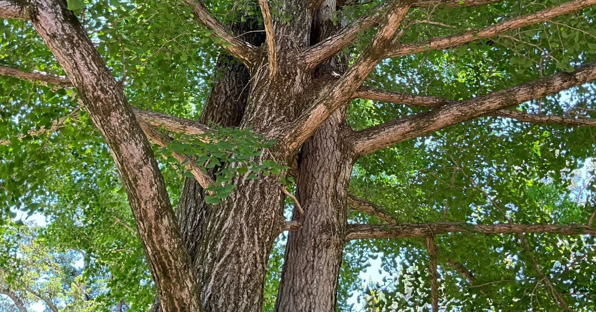 巨木の世界 巨樹をたずねて⑥～晩秋のイチョウ – 宗英寺の
