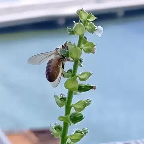 貧乏くさいベランダ菜園 | てっちゃん