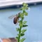 貧乏くさいベランダ菜園 | てっちゃん