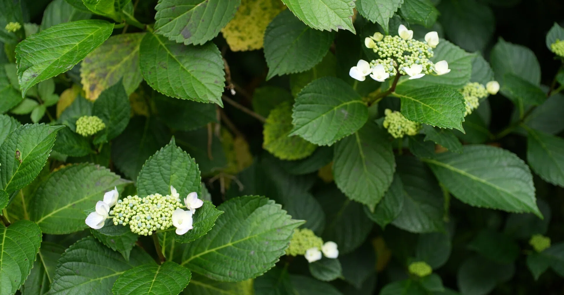 紫陽花の季節はじまる② 2026年5月24日 ～｜g_hiro_510