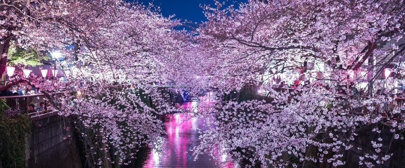 花見HANAMI in English