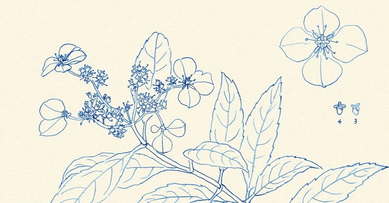 スケッチ: 温室の植物 ヤエヤマコンテリギ｜watayanagi