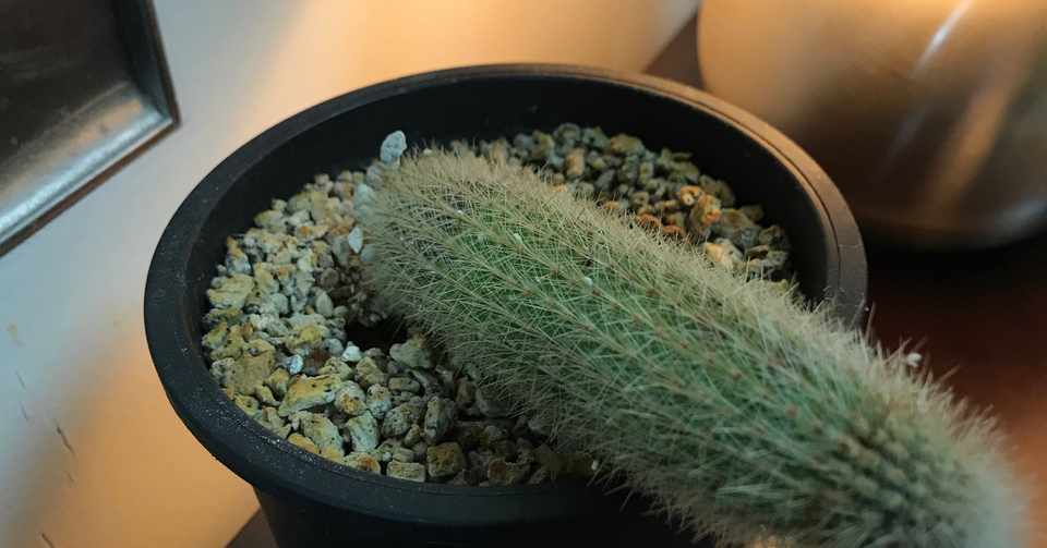 サボテンも枯らす部屋 Deburock Note