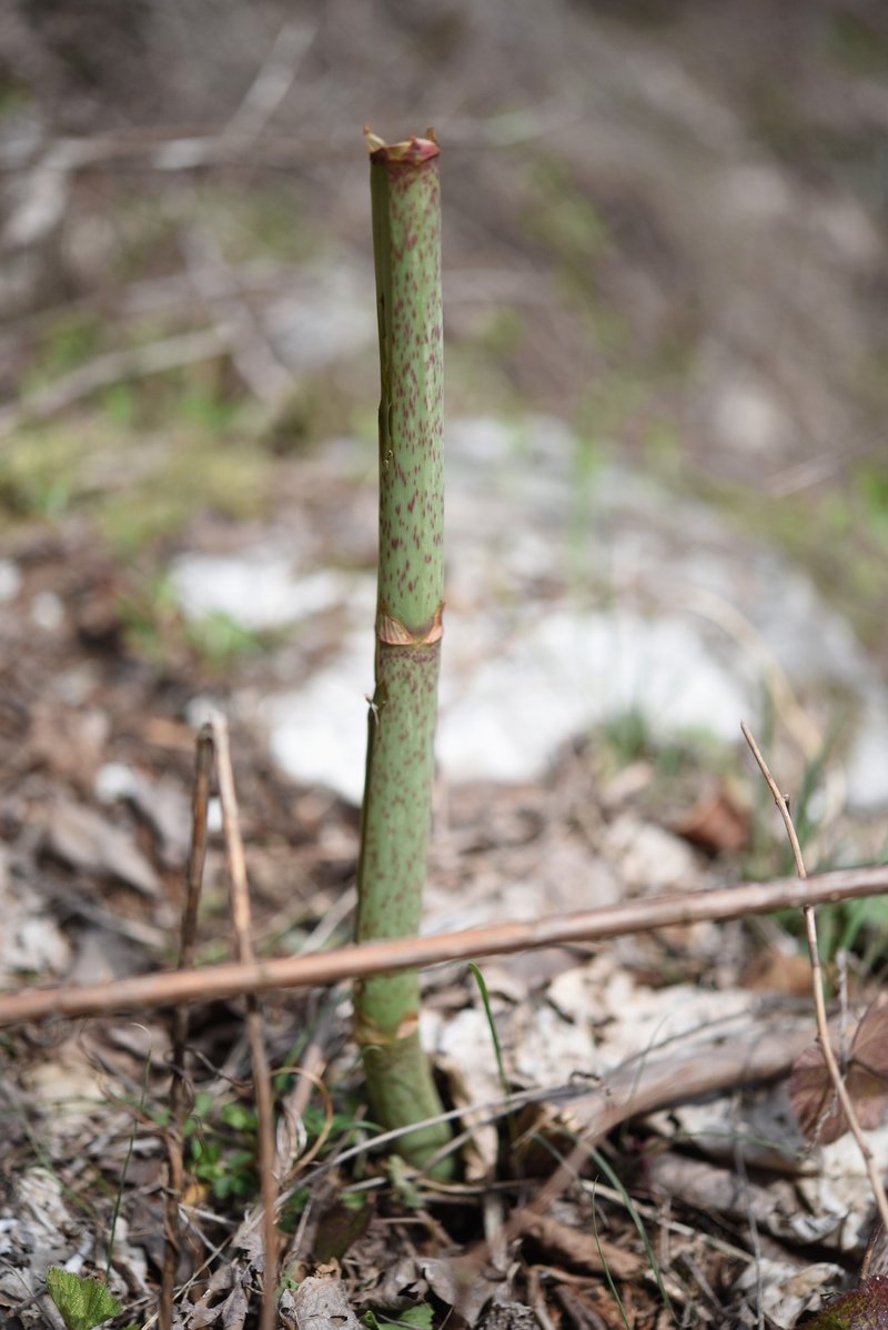 イタドリって知っちゅう Tokoちゃん Note