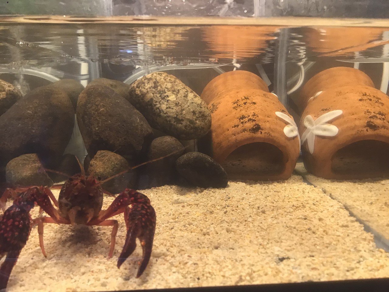 ザリガニ水槽リニューアル ゆーいちの水槽部屋 Note