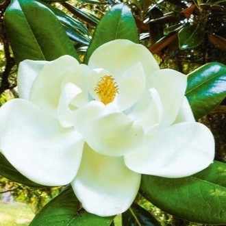 約束のネバーランドを語ろう かふ Note