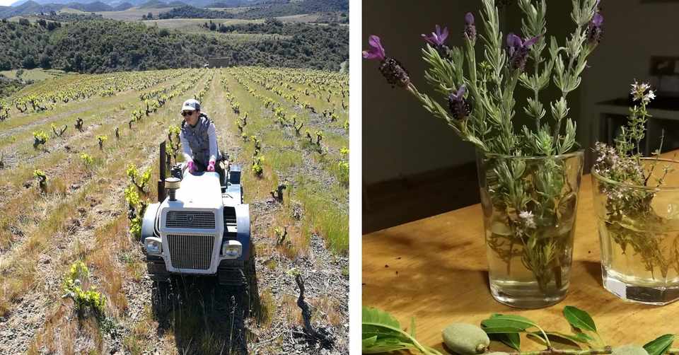 雷鳥とラベンダーと土起こし 直虎クロニクル Note