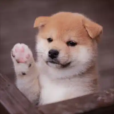 メグ