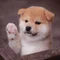 メグ