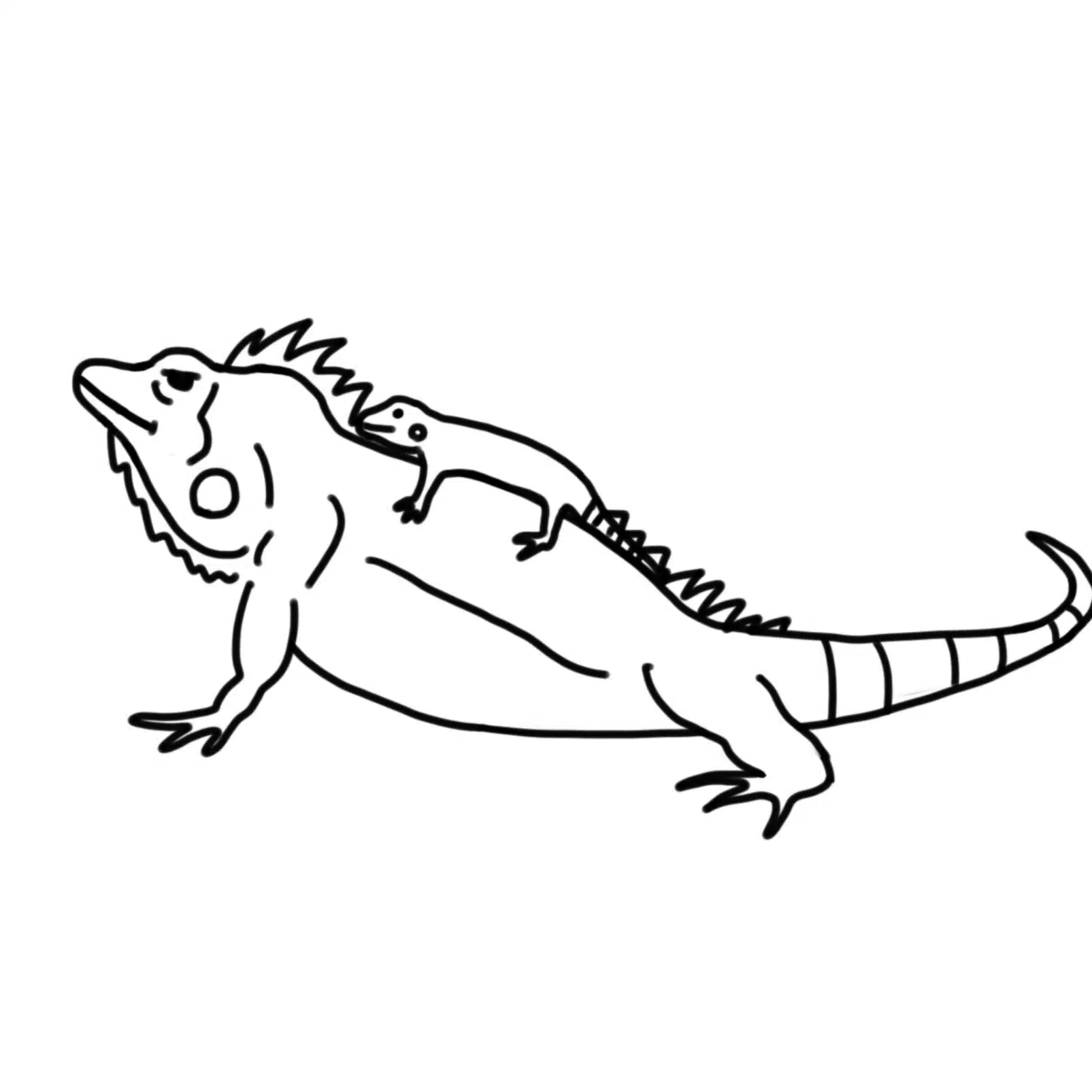 イグアナ