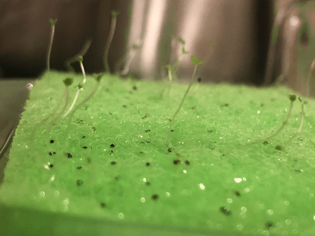 ペパーミント 10日目 ばん Note