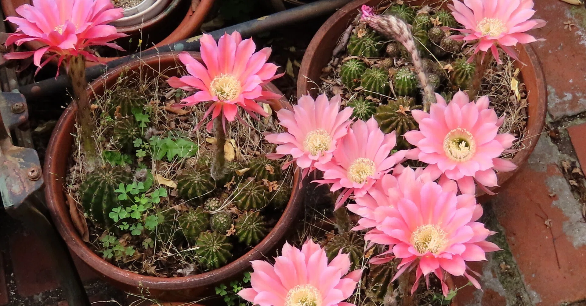 サボテンの花｜HRSD-note