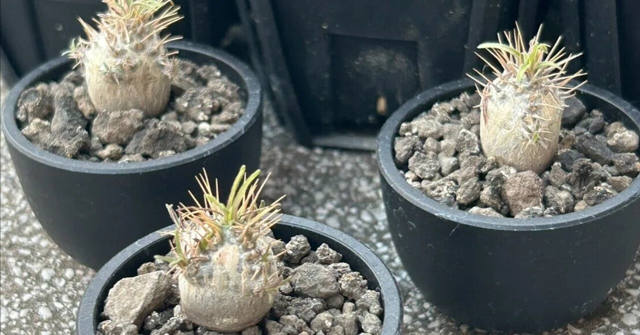 過去最高型　グラキリス実生 グラキリス実生を太らせるために、いま自分がやっていること｜TKplants